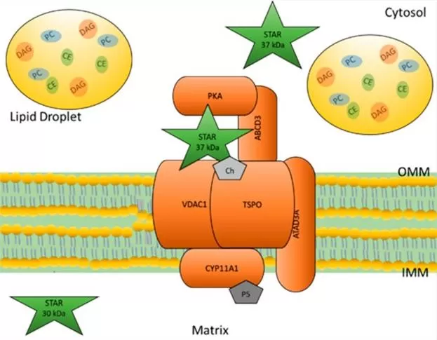 StAR-mediated cholesterol delivery to CYP11A1 steroidogenesis pathway